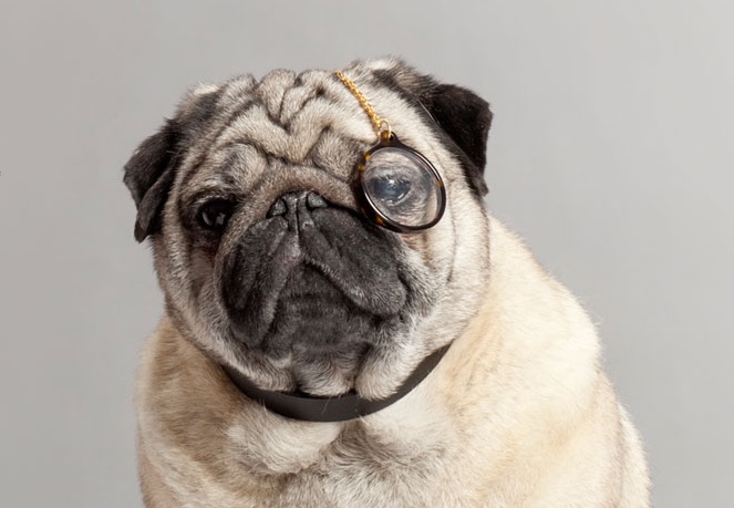 The_Warby_Barker_Dogocle_Ecommerce_April_Fools.jpg